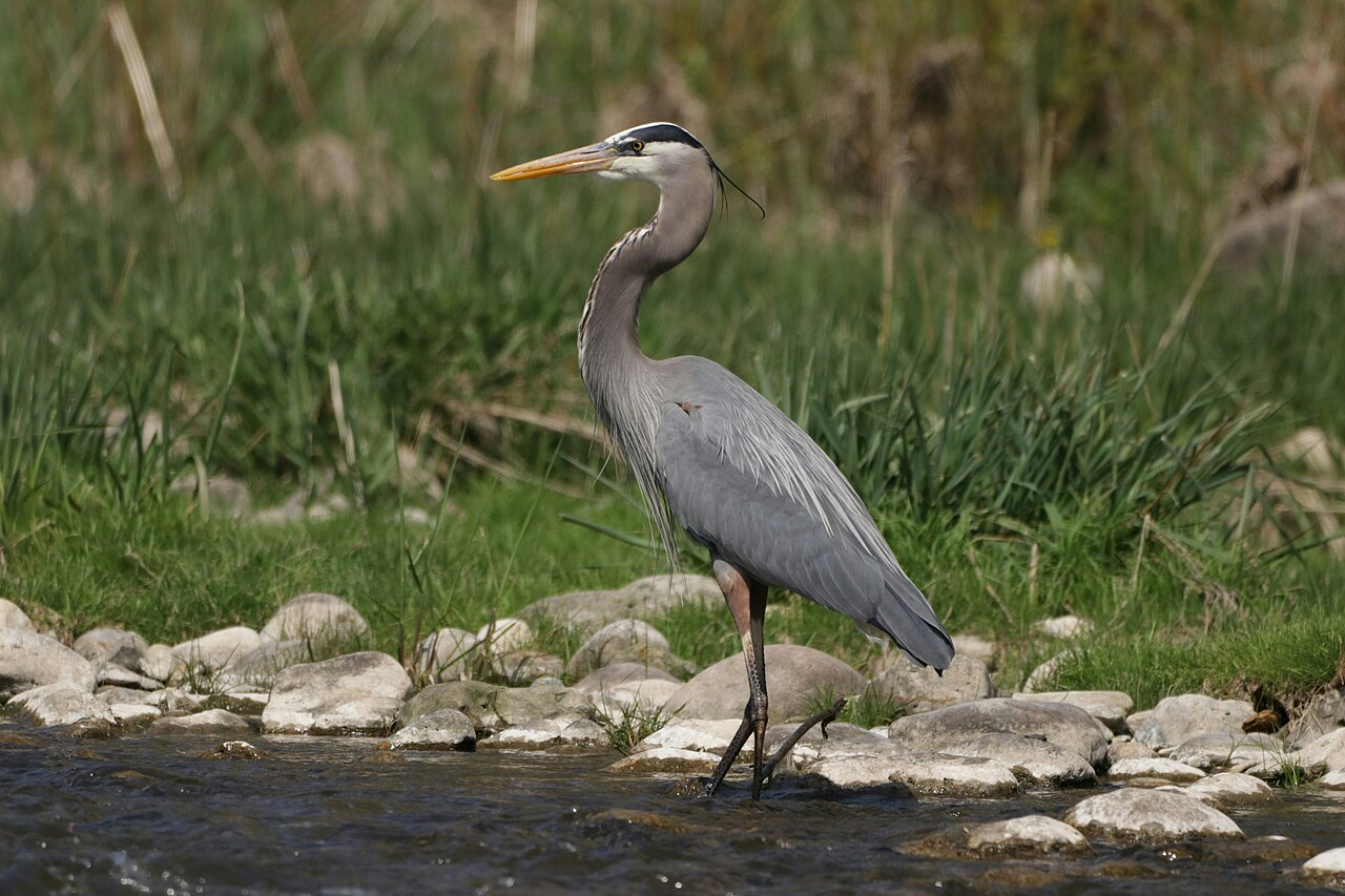 Great Blue Heron standing in shallow water in Oregon