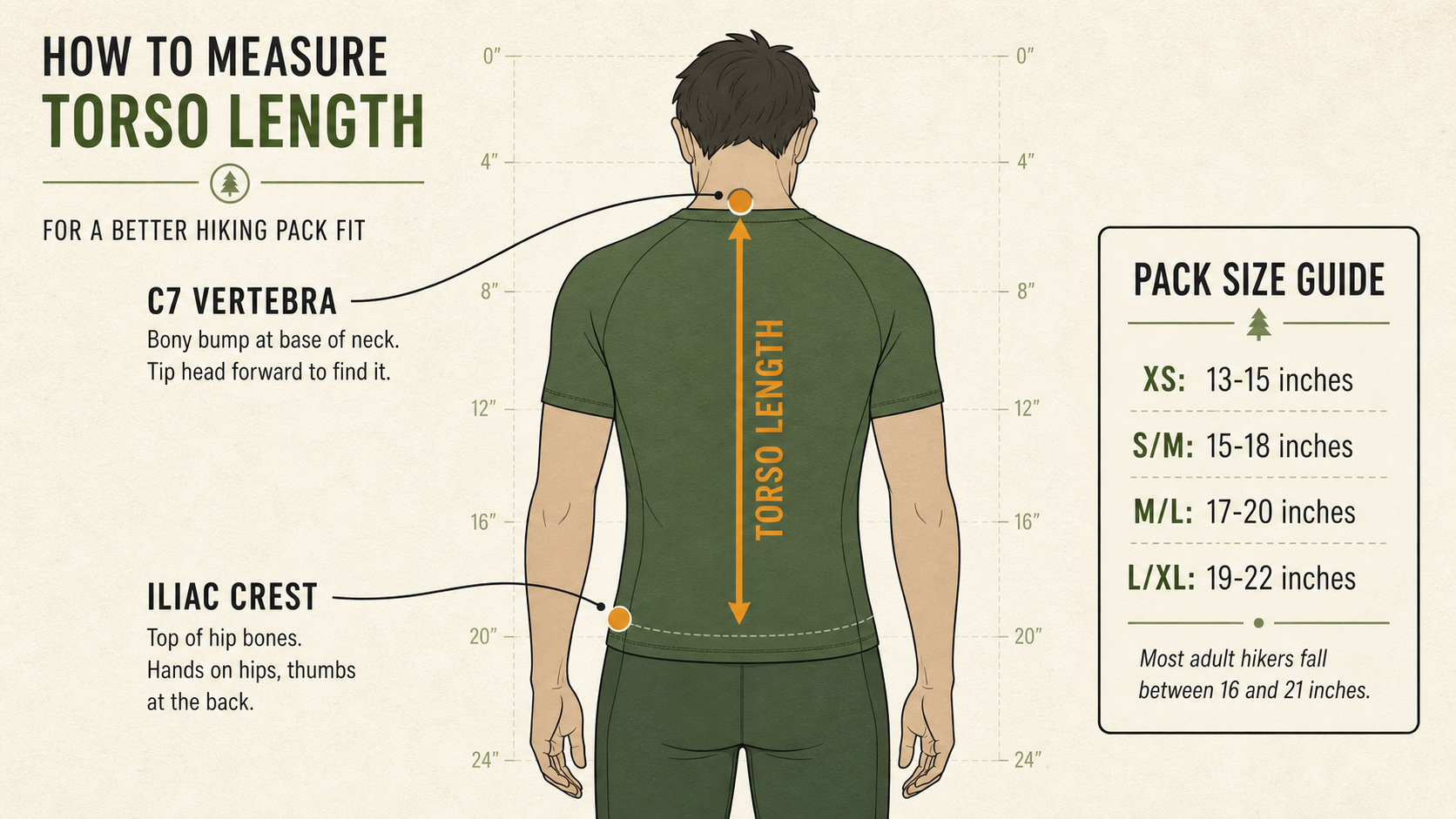 Diagram showing how to measure torso length from C7 vertebra to iliac crest for hiking backpack fit