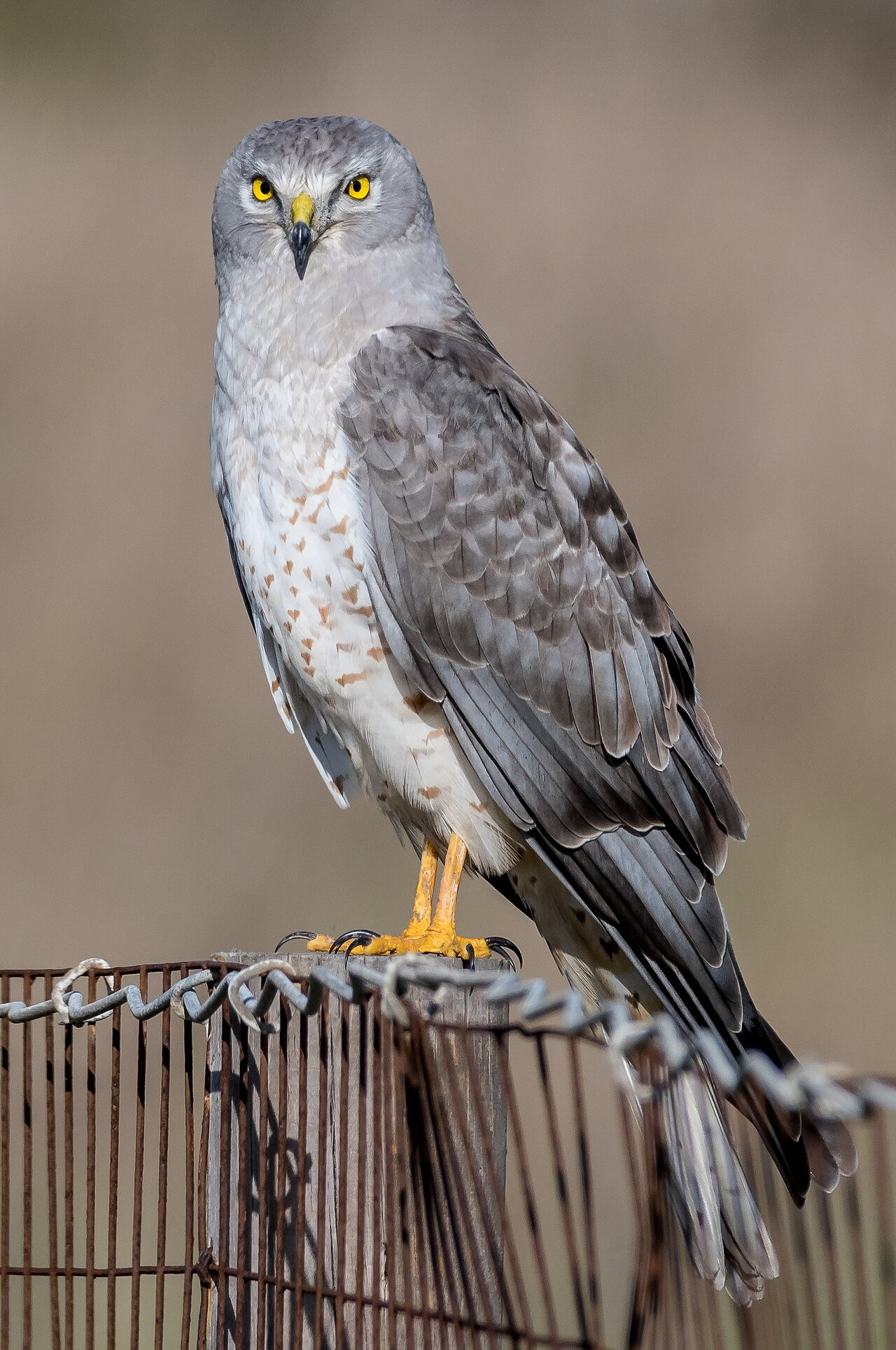 Northern Harrier gliding low over an Oregon marsh