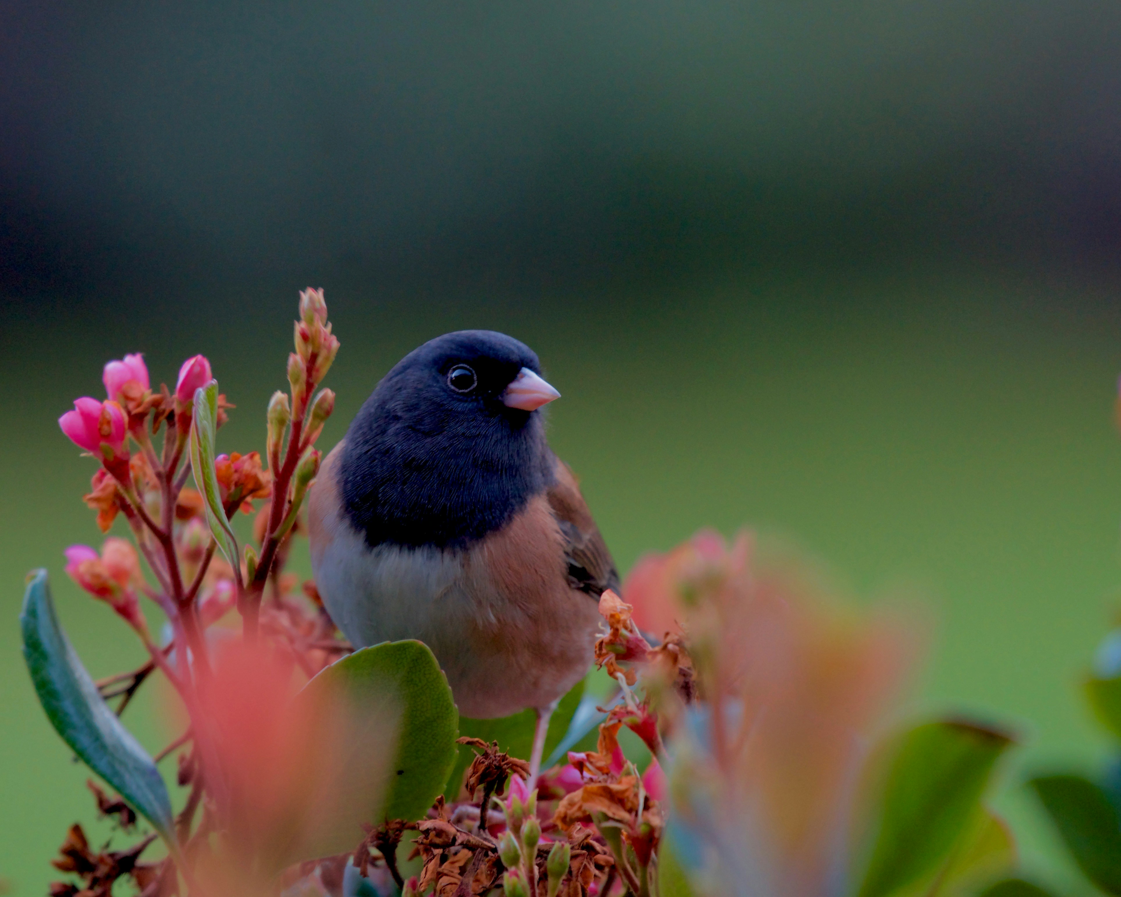 Oregon birds in the wild