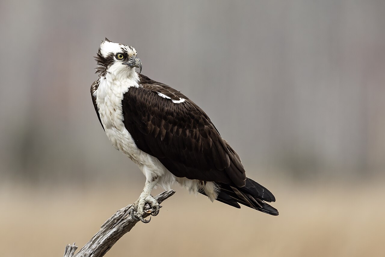 Osprey in flight carrying a fish over Oregon waters