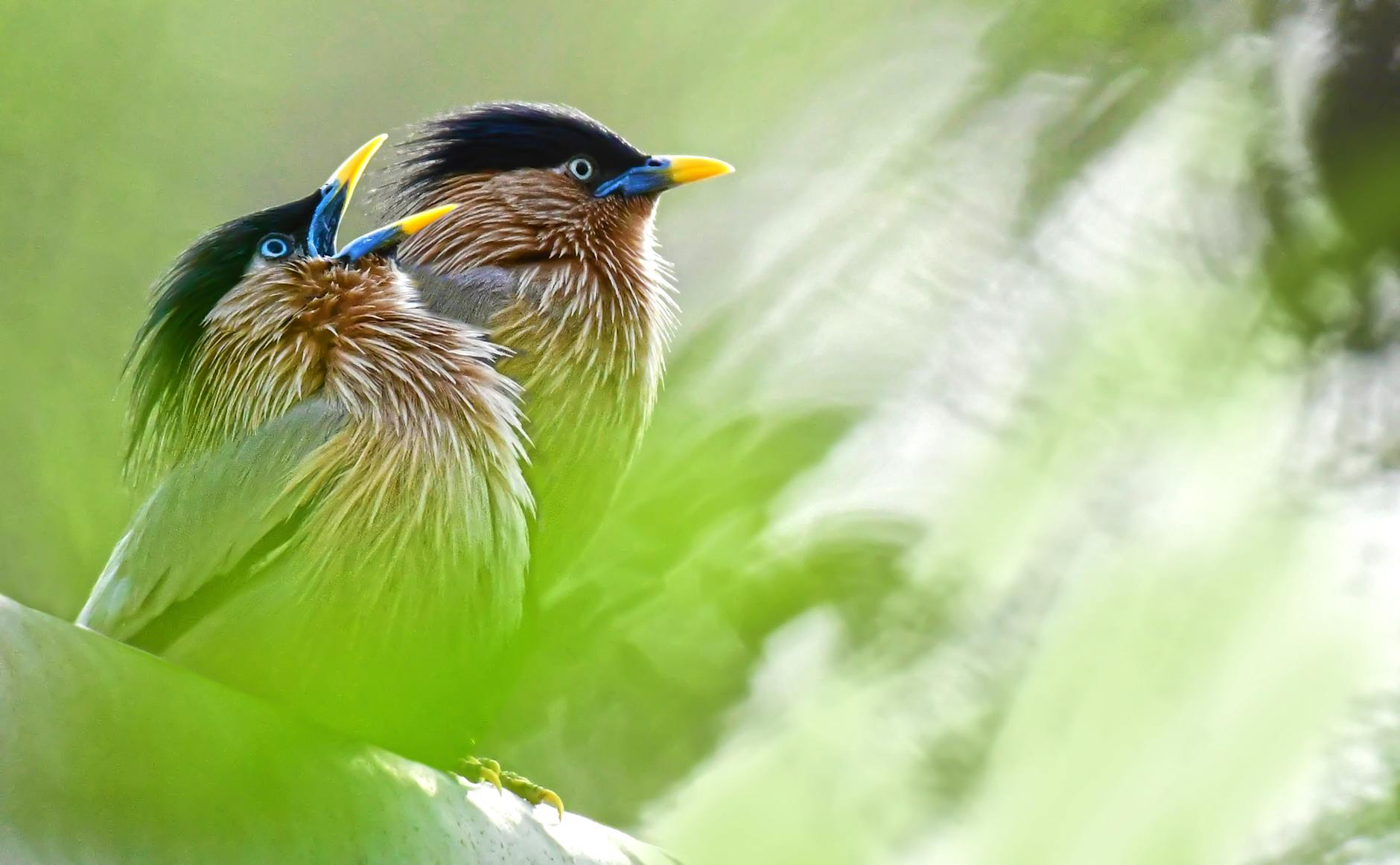 Western Meadowlark, Oregon state bird, perched on a branch
