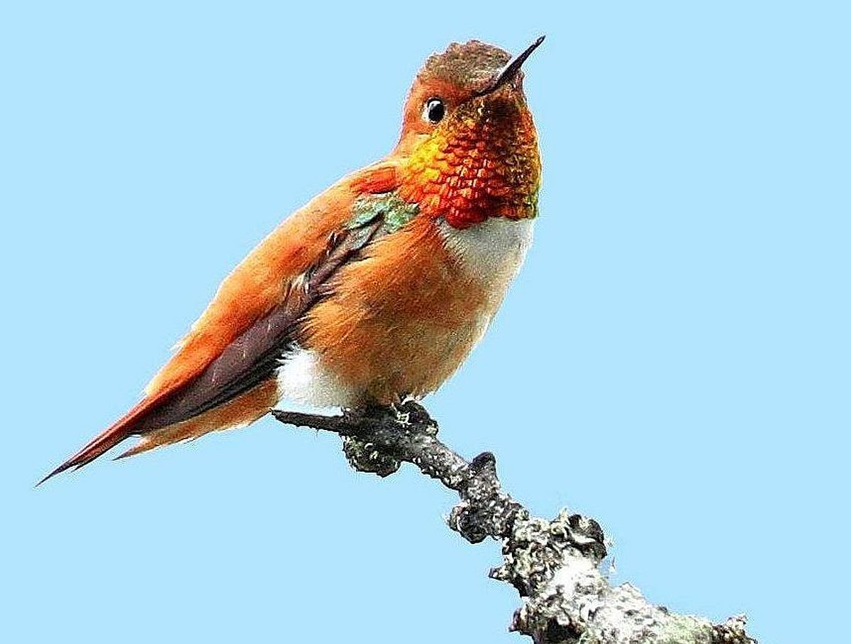 Rufous Hummingbird male showing brilliant orange plumage in Oregon
