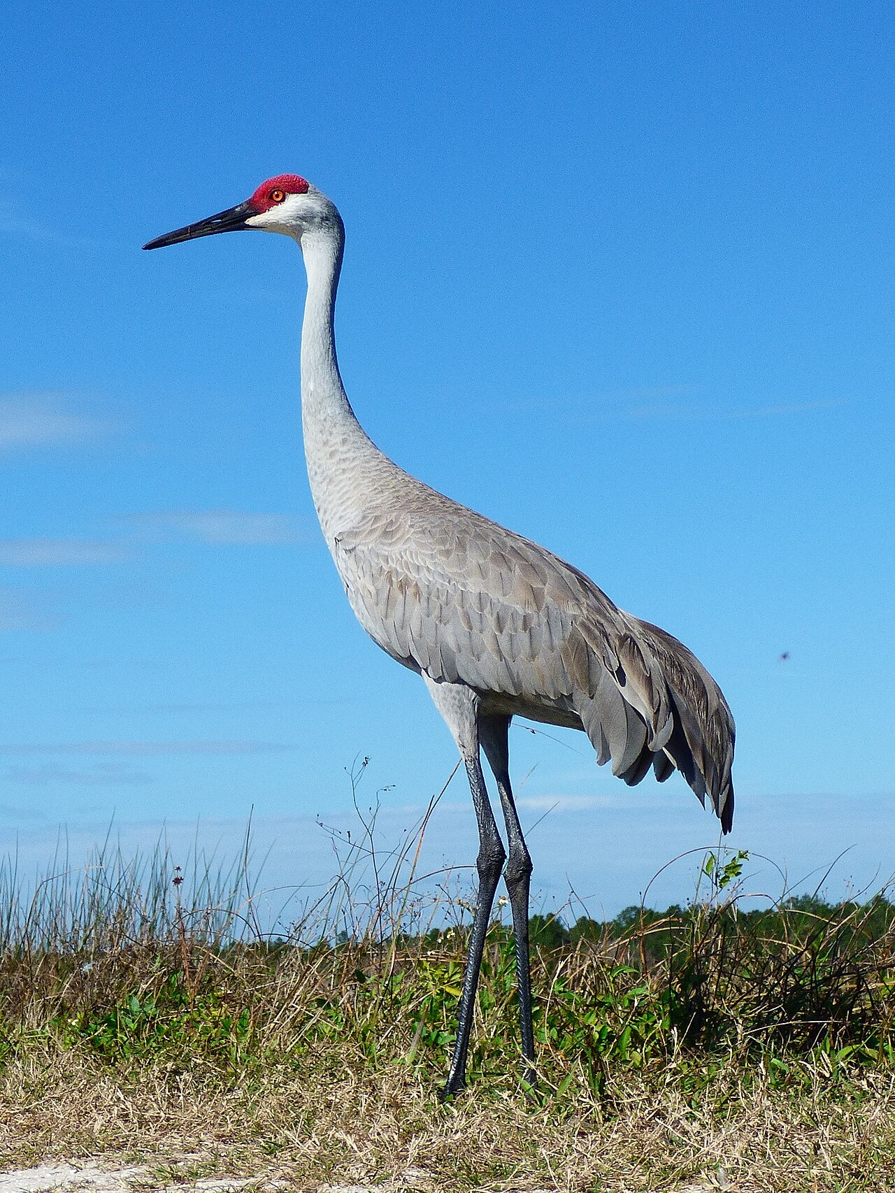 Sandhill Cranes in flight over an Oregon wetland