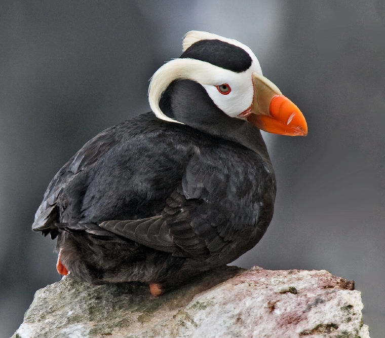 Tufted puffin on the Oregon Coast, commonly spotted from Sea Lion Caves during spring and summer
