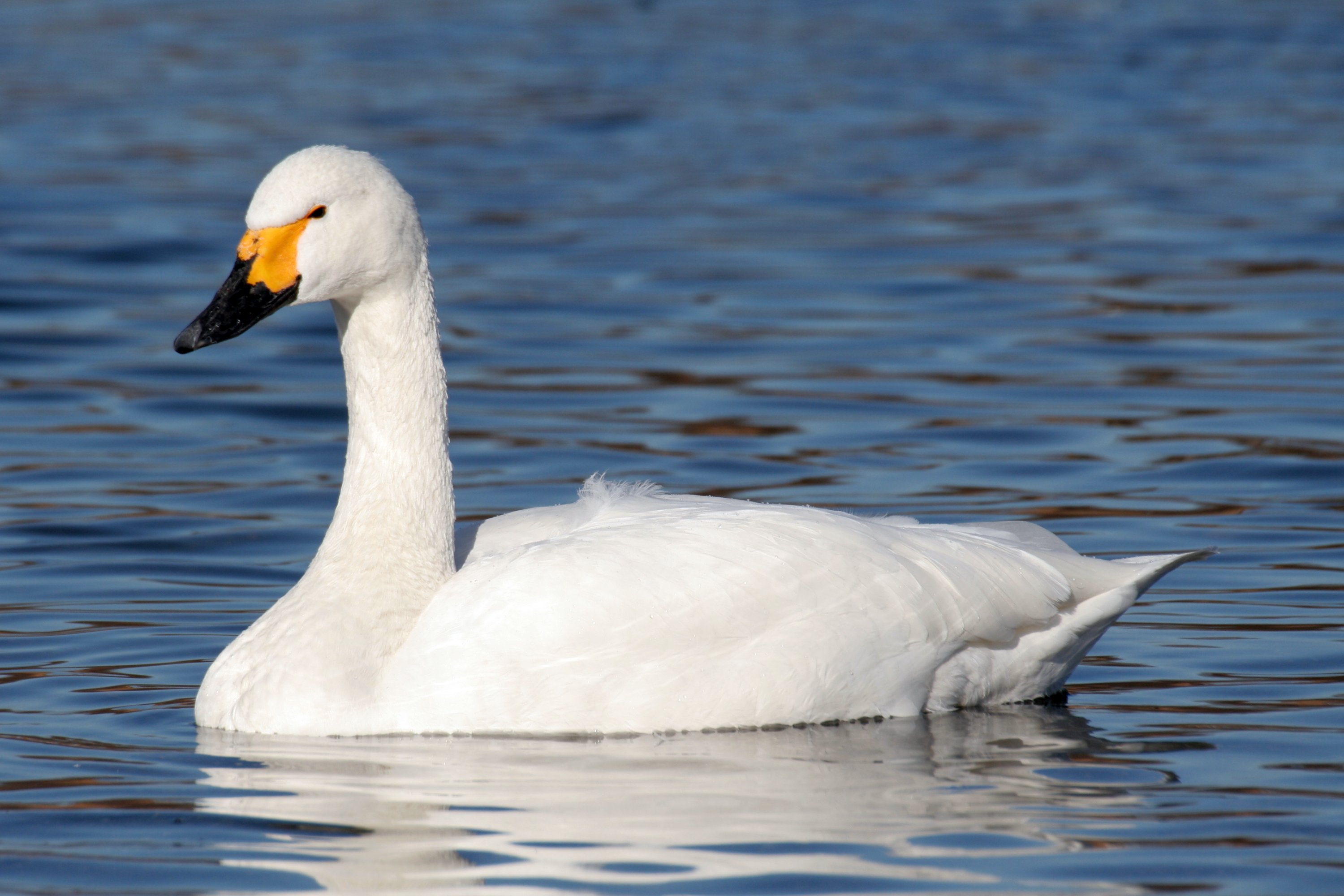 Tundra Swans in flight over Oregon wetlands