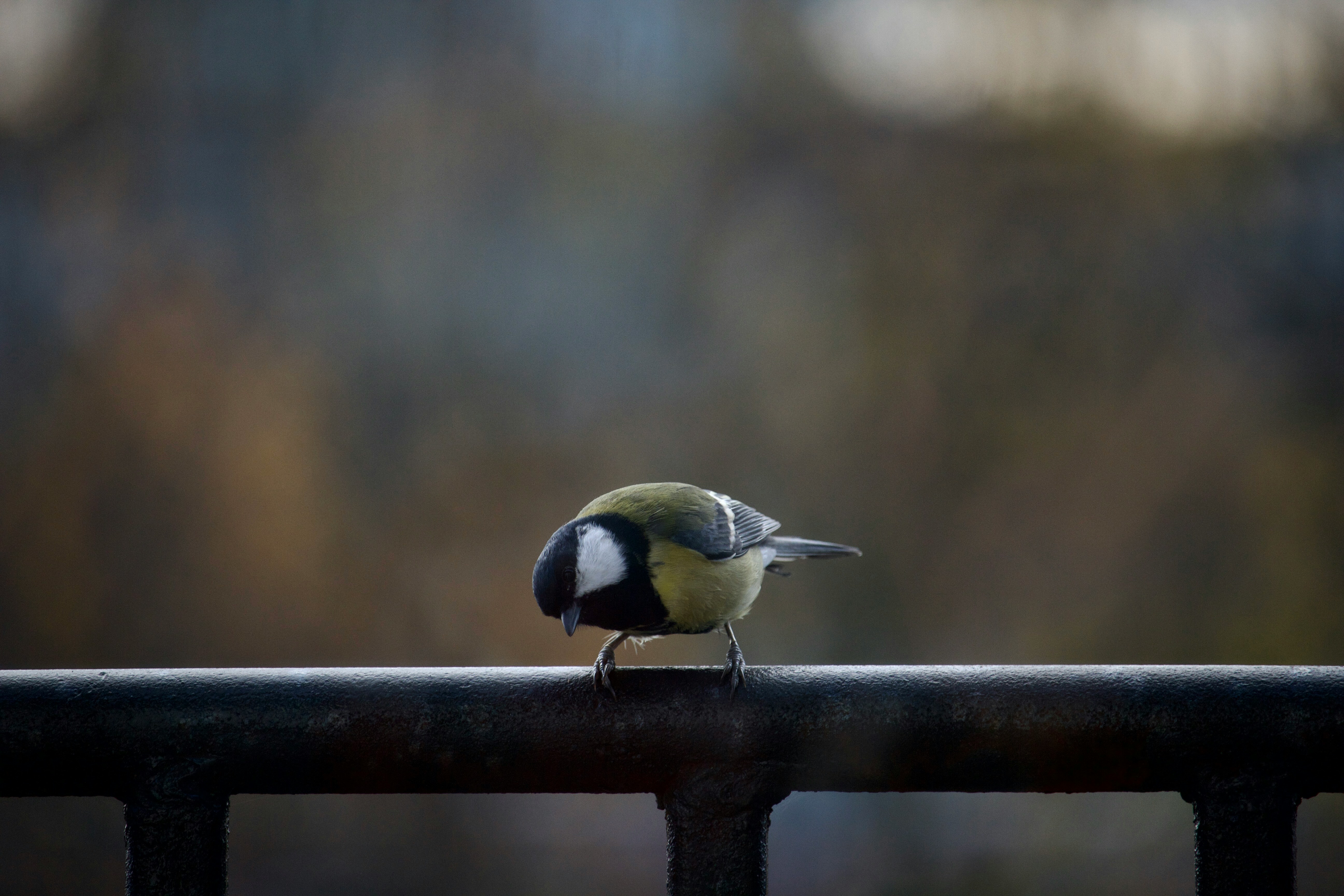 Backyard and urban birds of Oregon at a feeder