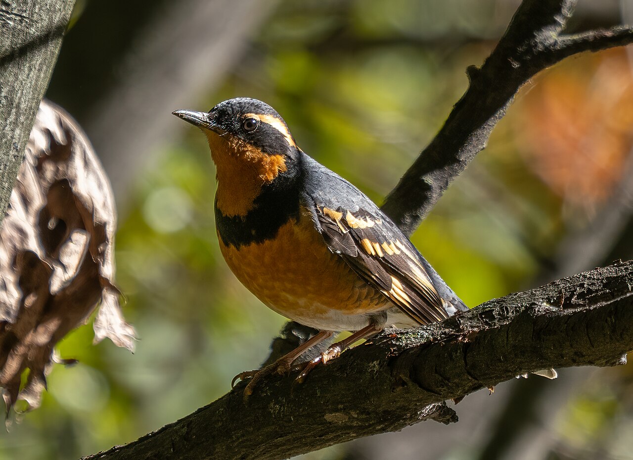 Varied Thrush showing orange eyebrow and breast band in Oregon forest