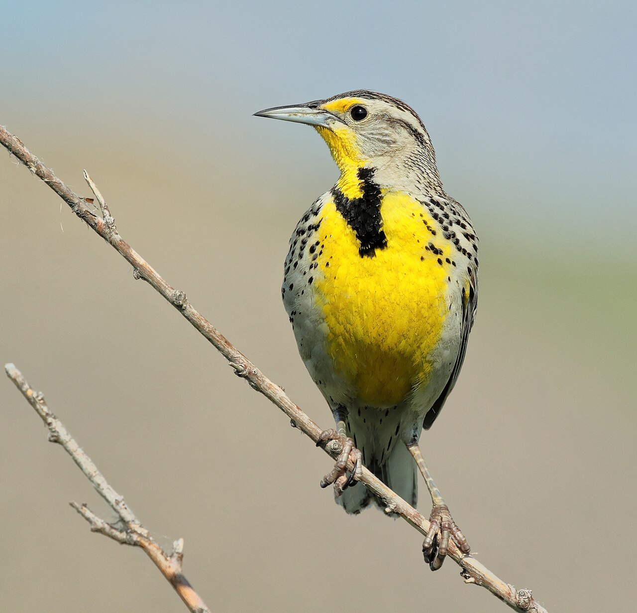 Western meadowlark perched on a fence post, Oregon's state bird