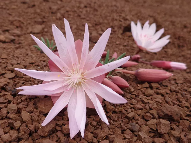 Pink bitterroot flower (Lewisia rediviva) in bloom on dry rocky soil in the John Day Fossil Beds region of Eastern Oregon in May