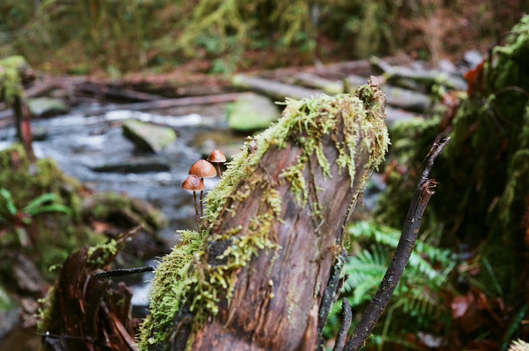 Forest floor in Malheur National Forest, home of the Humongous Fungus