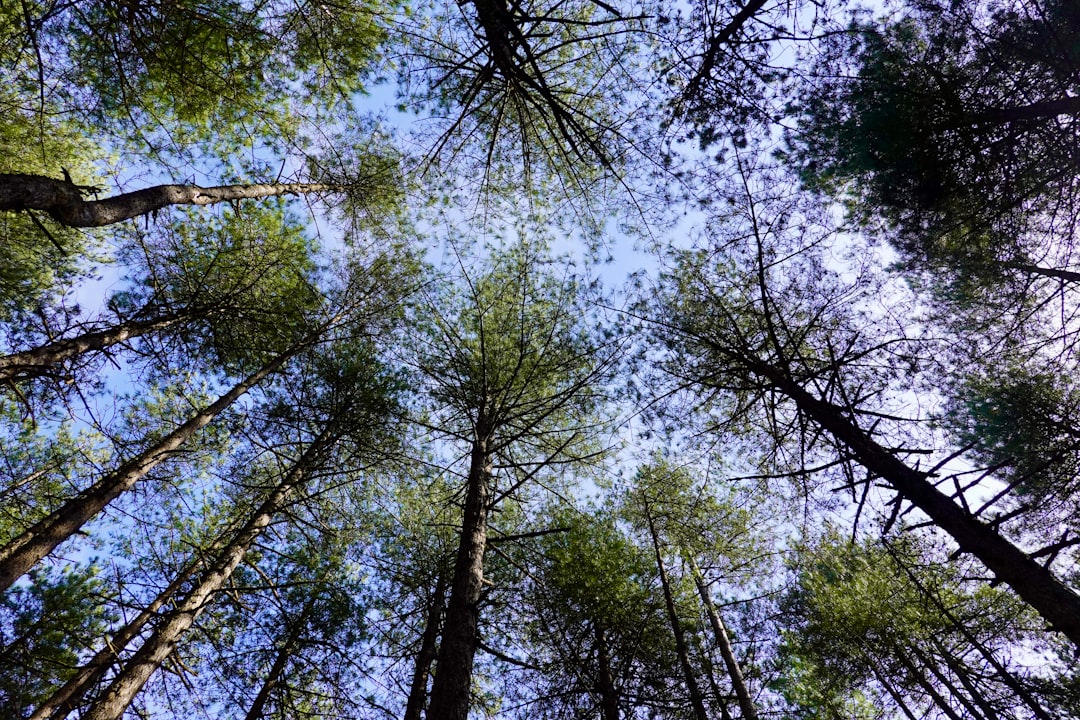 Ponderosa pine forest in southern Oregon, home of the world's tallest known pine