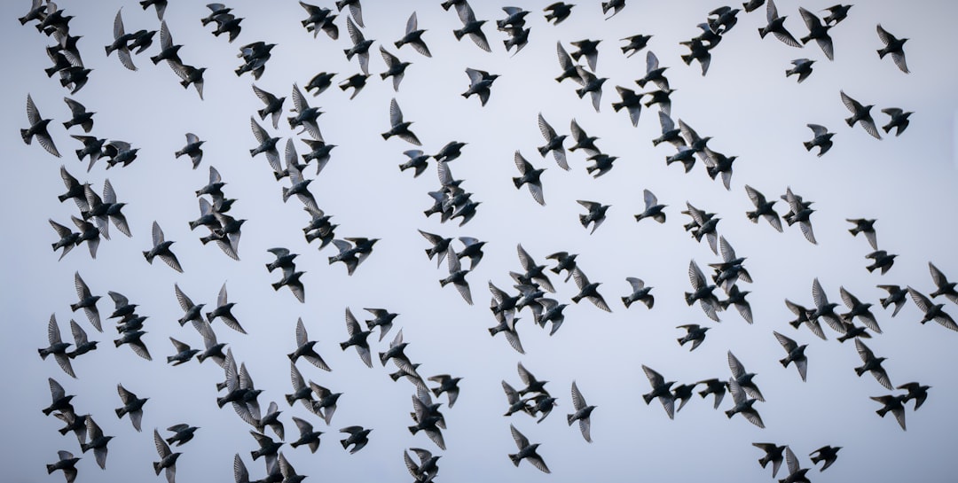 Bird flock at sunset, Chapman Elementary School chimney swift roost, Portland